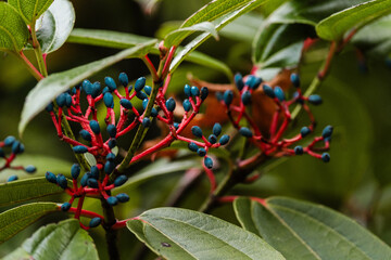 Close up of bush at The Butchart Gardens on Vancouver Island in British Columbia Canada in Fall