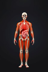 Anatomical illustration of a human skeleton and muscles.