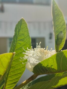 guayabo