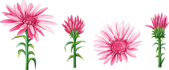 A set of pink aster flowers in various stages of bloom. Includes green stems and leaves for a natural, delicate look. Ideal for spring designs, feminine decorations, and scrapbook elements.