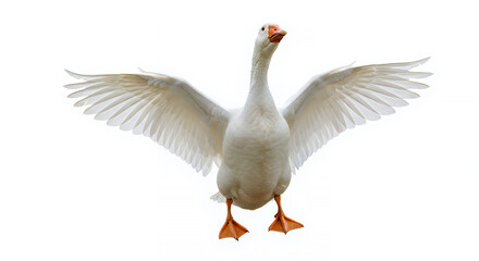 Majestic White Goose in Flight Wings Spread Wide Isolated on White Background