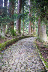 footpath in the woods