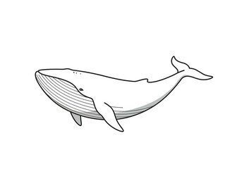 Elegant Line Drawing of a Humpback Whale Ocean Mammal Animal Wildlife Marine Life Sea Creature Aquatic Life