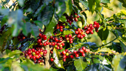 Coffee plant fruit red berry branch in coffee farm with fresh red and green coffee beans harvesting in mountain plantation, coffee beans trees agriculture and drinking beverages inndustry business.