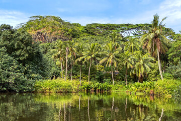Obraz premium Lush Hawaiian landscape of green jungle with palm trees and pond in kauai, Hawaii