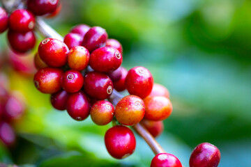 Coffee plant fruit red berry branch in coffee farm with fresh red and green coffee beans harvesting in mountain plantation, coffee beans trees agriculture and drinking beverages inndustry business.