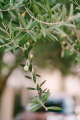 Green olives hang on a tree branch among foliage