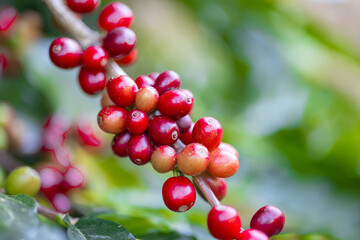 Coffee plant fruit red berry branch in coffee farm with fresh red and green coffee beans harvesting in mountain plantation, coffee beans trees agriculture and drinking beverages inndustry business.