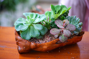 ornamental plants on the table in the greenhouse