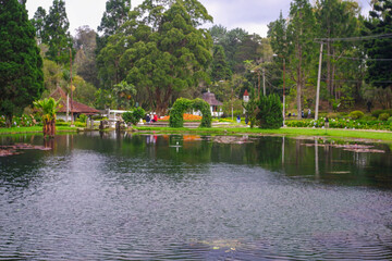 quiet pond with lotus