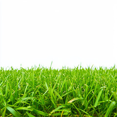 Fototapeta premium Fresh green grass close up shot on white background