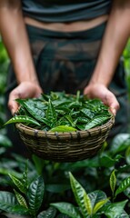 Tea farmer are harvesting tea leaf in the garden with beautiful nature scenery Generate AI