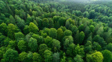 Regenerative Climate Solutions Aerial Forest Canopy Revealing Eco-Resilience, Carbon Sequestration Landscape for Sustainable Environmental Branding
