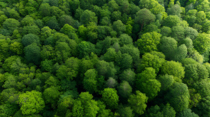 Regenerative Climate Solutions Aerial Forest Canopy Revealing Eco-Resilience, Carbon Sequestration Landscape for Sustainable Environmental Branding