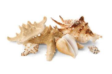 Different sea shells and starfish on white background