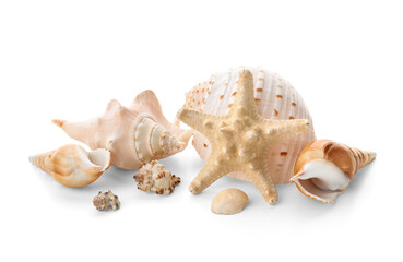 Different sea shells and starfish on white background
