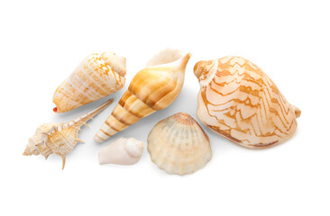Different sea shells on white background