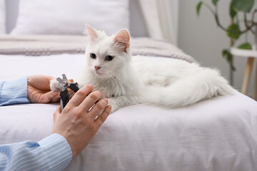 Female hands trimming fluffy cat's claws in bedroom, closeup