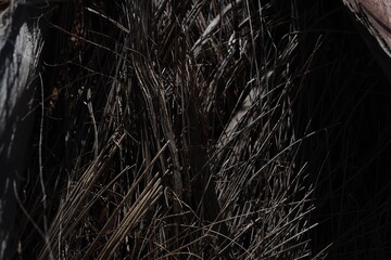 palm. sunlight. texture. palm. tree