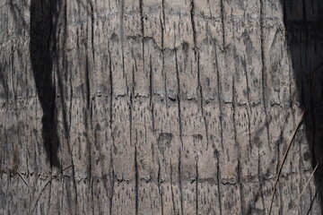 palm. sunlight. texture. palm. tree