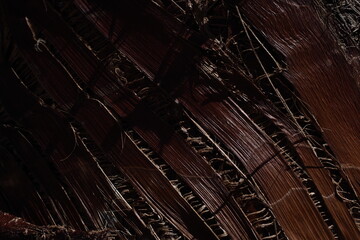 palm. sunlight. texture. palm. tree