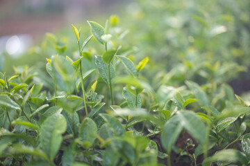 Obraz premium Green tea buds and leaves at early morning on plantation, tea plantation background, tea plantation in morning light, Green tea buds and leaves at early morning on plantation