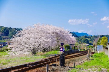 線路と桜