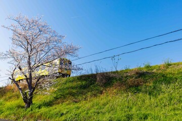 列車と桜