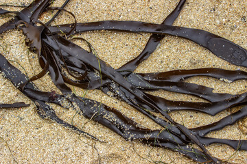 Strands of kelp washed ashore on a sandy beach in Carmel, California