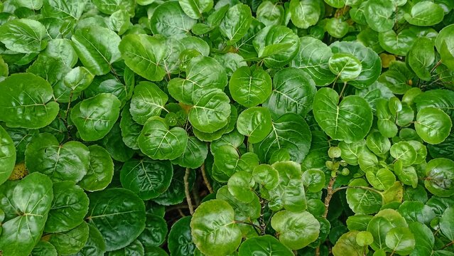 Close up Polyscias scutellaria or commonly called Polyscias Balfouriana