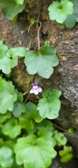 Flora y Fauna Medellín Colombia