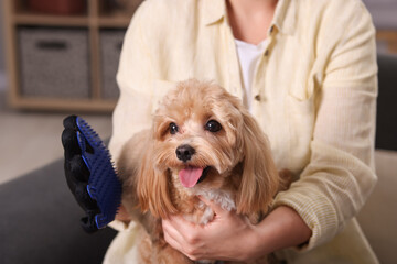 Woman brushing cute Maltipoo dog with grooming glove at home, closeup