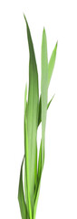 Blades of green grass isolated on white