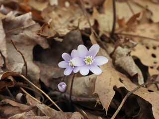 Anemone acutiloba  also known as Liverwot, Liverleaf, and Sharp-lobed Hepatica - Native North American  Early Spring Blooming Woodland Wildflower in Southern Wisconsin 