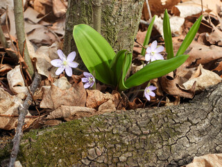 Anemone acutiloba  also known as Liverwot, Liverleaf, and Sharp-lobed Hepatica - Native North American  Early Spring Blooming Woodland Wildflower in Southern Wisconsin 