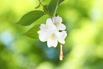 Nectar dripping from flower on blurred background