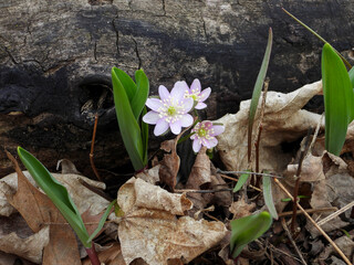Anemone acutiloba  also known as Liverwot, Liverleaf, and Sharp-lobed Hepatica - Native North American  Early Spring Blooming Woodland Wildflower in Southern Wisconsin 