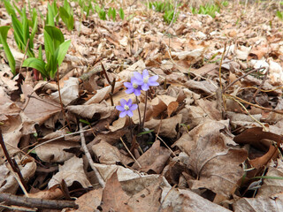Anemone acutiloba  also known as Liverwot, Liverleaf, and Sharp-lobed Hepatica - Native North American  Early Spring Blooming Woodland Wildflower in Southern Wisconsin 