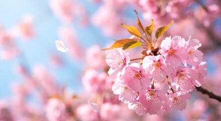 Close-up of soft pink cherry blossom flowers with delicate petals drifting in the wind