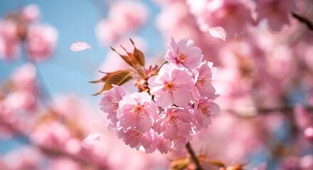 Close-up of soft pink cherry blossom flowers with delicate petals drifting in the wind
