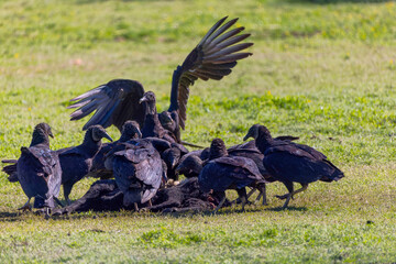 Flock of turkey vulture (Cathartes aura) on the meadow. Vultures pluck food from a dead animal