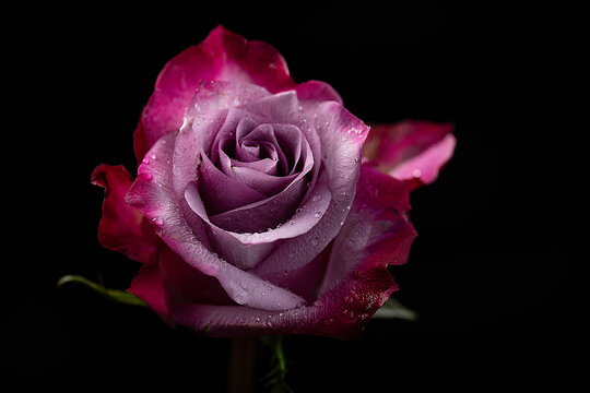 Rose on black