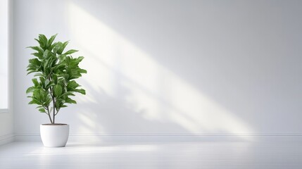 Minimalist interior with sunlight and plant (1)
