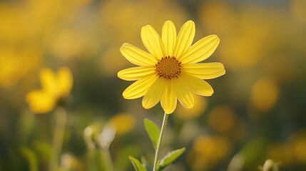 Radiant golden chamomile field, a close-up of bright blossoming in vivid summer illumination