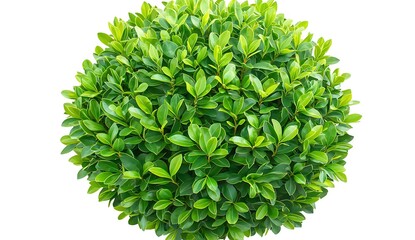 Fototapeta premium Lush Green Round Bush with Vibrant Leaves Isolated on White Background