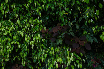 Tropical leaf background with vivid, high contrast greens