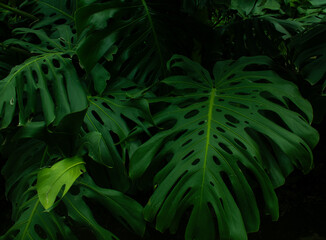 Tropical leaf background with vivid, high contrast greens