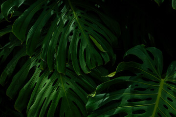 Tropical leaf background with vivid, high contrast greens