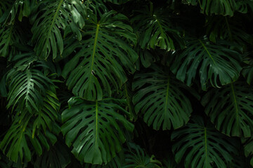 Tropical leaf background with vivid, high contrast greens