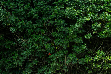 Tropical leaf background with vivid, high contrast greens